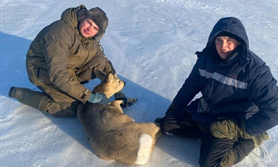 Застрявшую на льду косулю спасли жители Новосибирской области