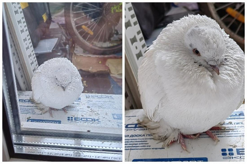 Жительница Бердска спасла белого замерзающего голубя