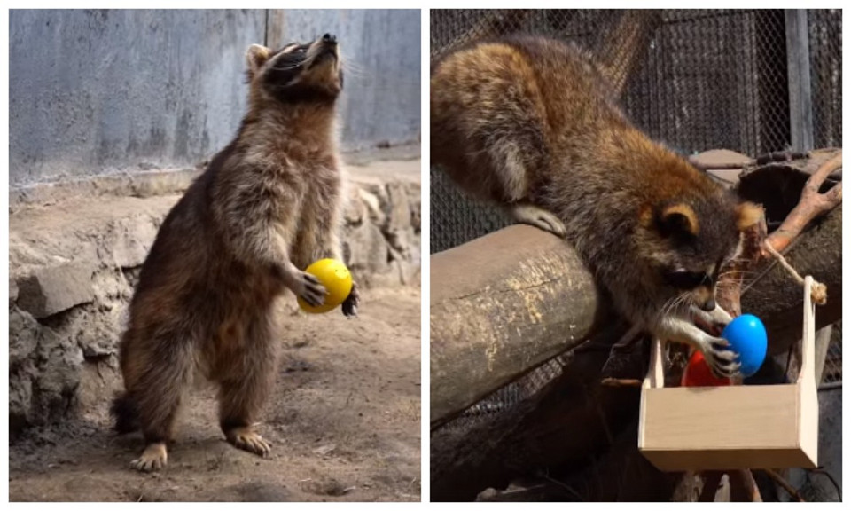 В Новосибирском зоопарке еноты отметили Пасху