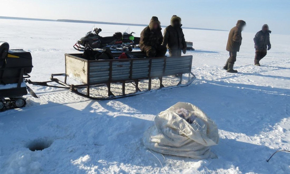 Под Новосибирском у браконьеров изъяли 12,5 километра сетей и снегоход