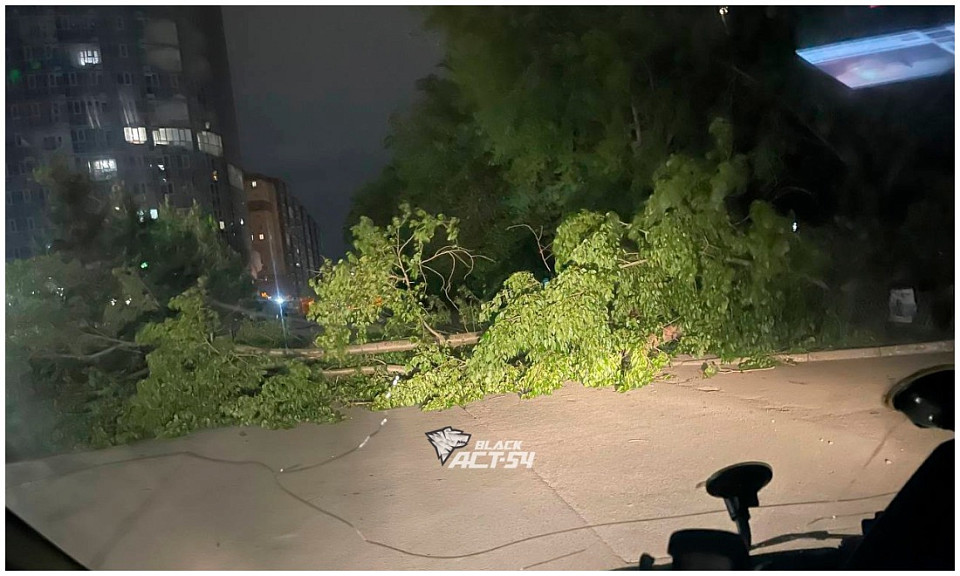 Огромное дерево упало поперёк дороги в Новосибирске