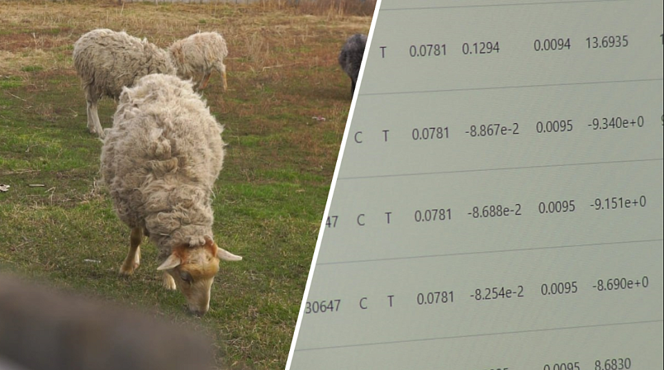 Как повысить мясопродуктивность скота: новосибирские учёные раскрыли секрет