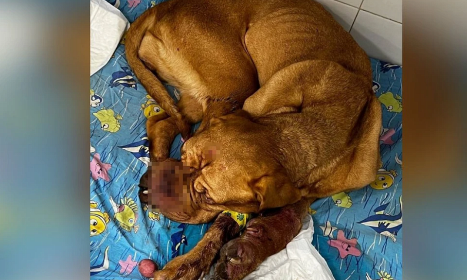 Усыпить не получилось и добивали камнями: зоозащитники в Новосибирске добиваются уголовного наказания для убийцы собаки