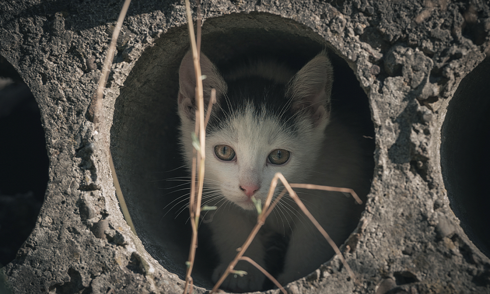 Шанс на жизнь: ветеринар рассказал, что делать, если нашли котёнка на улице