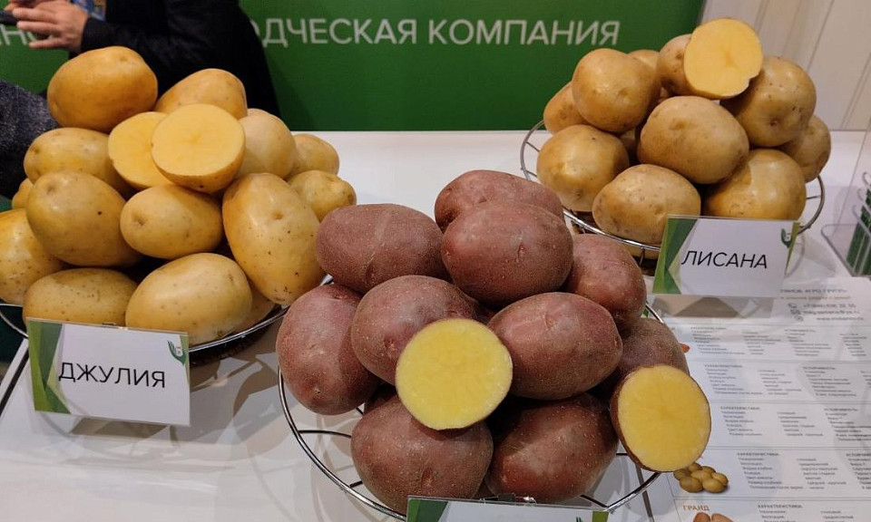 Причину подорожания картофеля на 33% объяснили новосибирские аграрии