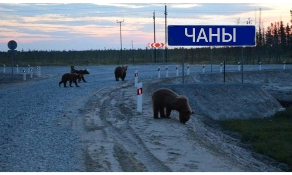 Фейковыми медведями на дорогах пугают жителей Новосибирской области