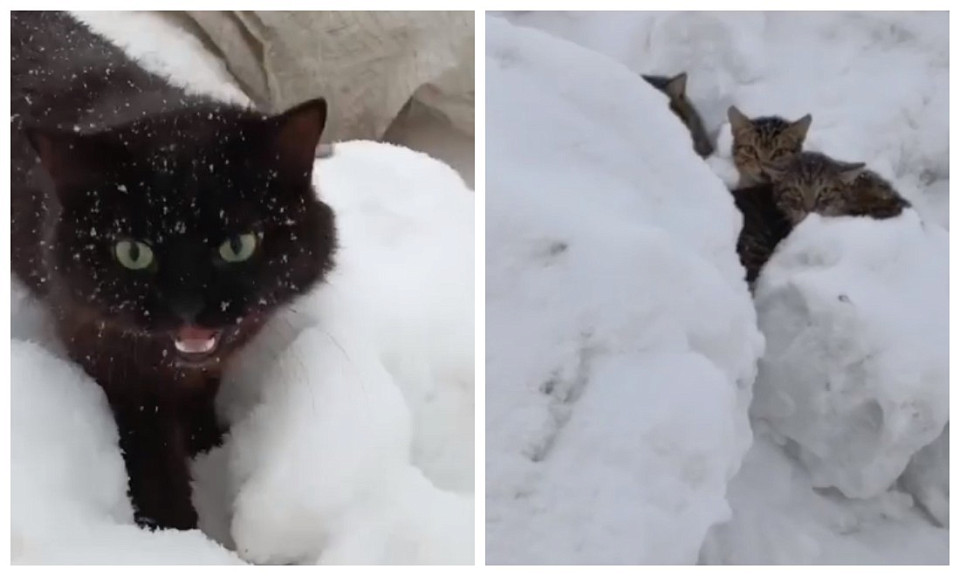 Два мешка с брошенными котами нашли волонтёры под Новосибирском