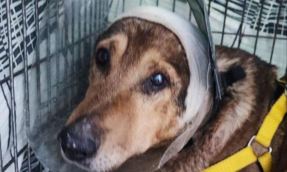 В Новосибирске волонтёры спасают собаку с ужасными ожогами
