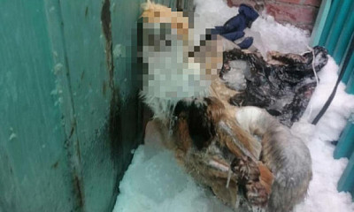 В Бердске под Новосибирском нашли несколько мёртвых лис