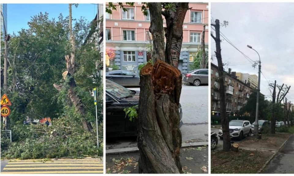 Жителей Новосибирска не устраивает результат обрезки деревьев