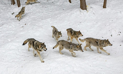 Волки и лисы окружили деревню Колбасу в Новосибирской области