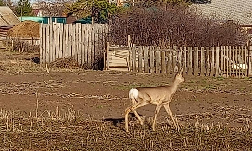 В Новосибирской области косуля несколько недель гуляла по огородам жителей