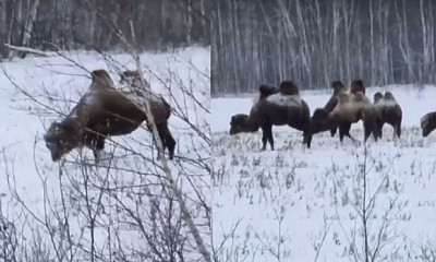 В Новосибирской области видео с верблюдами в лесу набирает просмотры