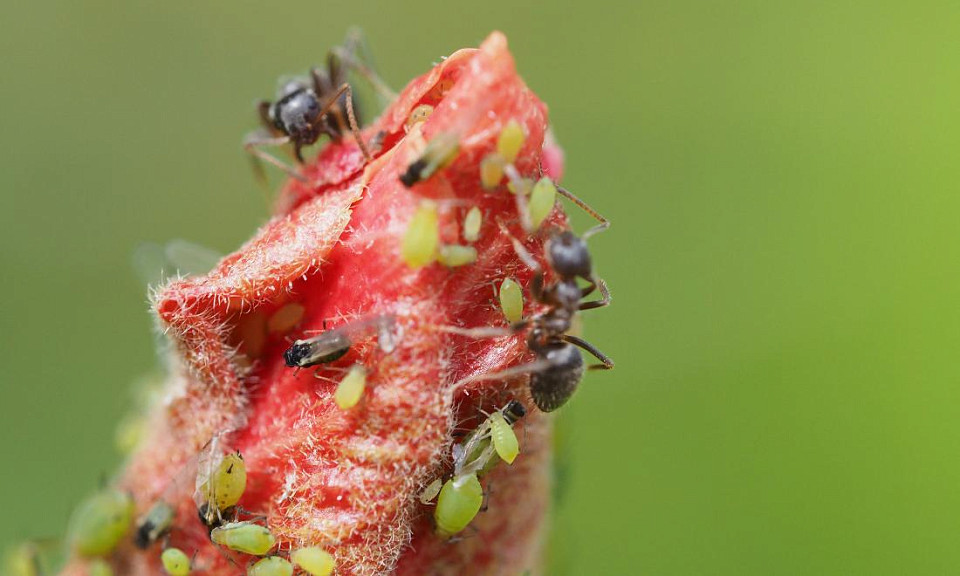 Тля, клещ и колорадский жук: как избавить огород от вредителей раз и навсегда