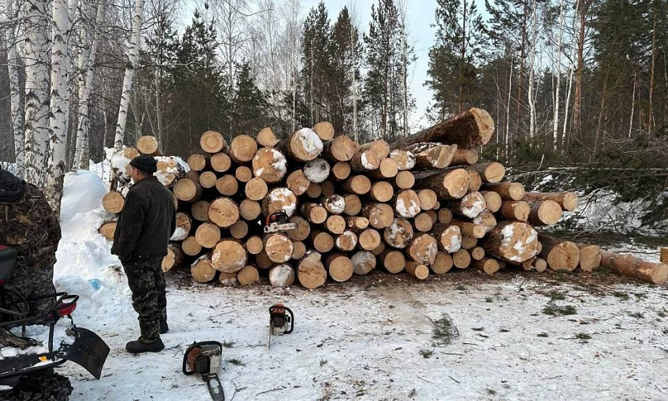 Мэр Новосибирска отменил вырубку деревьев в Нижней Ельцовке