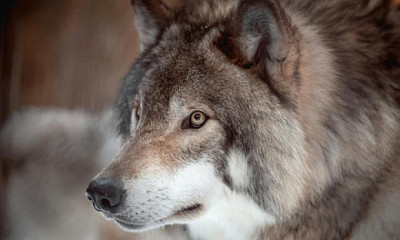 Минприроды опровергло покушение волков на деревню в Новосибирской области