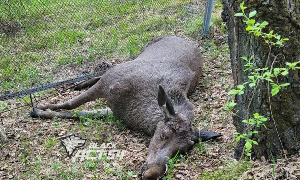 Умершего лося нашли в Новосибирске
