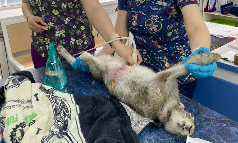 Беременную зайчиху спасли от стаи собак работники завода имени Чкалова