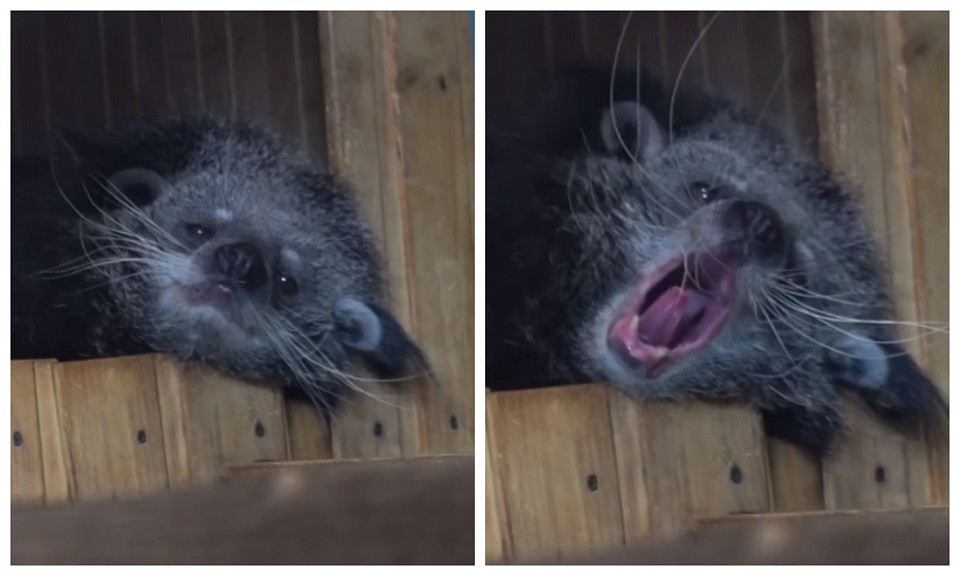 Новосибирский зоопарк показал милое видео отдыхающего бинтуронга