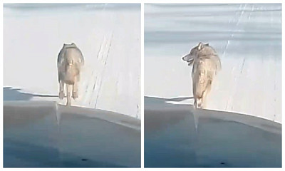 Убегающего волка сняли на видео жители Новосибирской области