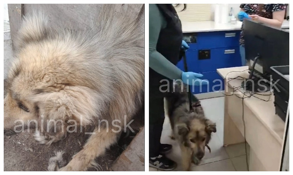 В Новосибирске нашли гниющую заживо собаку