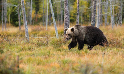Жительница Новосибирской области спаслась от медведя молитвами