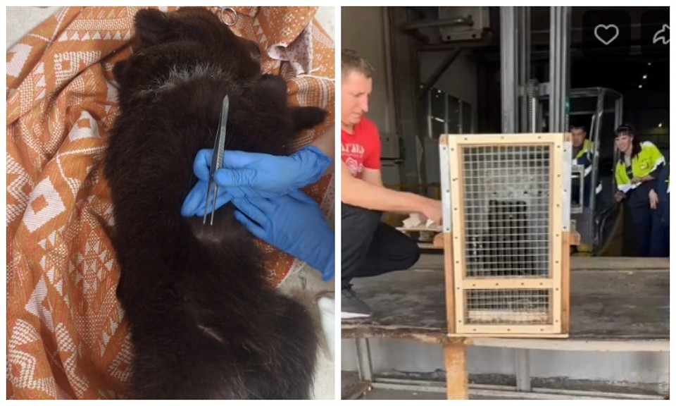 В Новосибирске отправили на реабилитацию покусанного клещами медвежонка