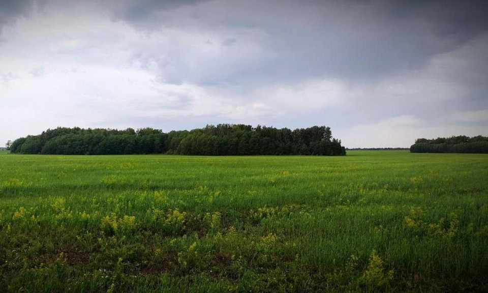 Кудряшовский бор предложили огородить в Новосибирской области