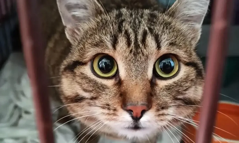 Упитанная кошка-зэк ищет новый дом из-за непутёвого хозяина в Новосибирске