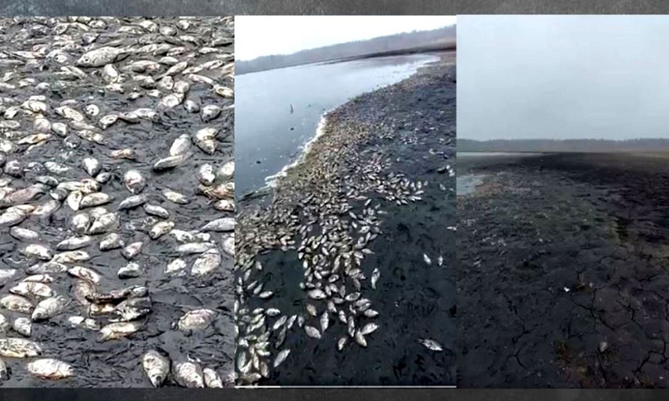 Мёртвую рыбу обнаружили на берегу водоёма под Новосибирском