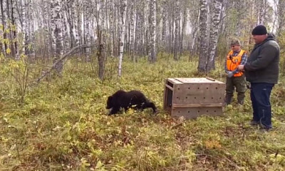 Спасённого под Новосибирском медвежонка вернули в дикую природу