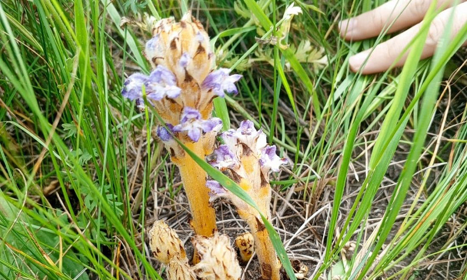 Редкий цветок-паразит нашли в Новосибирской области