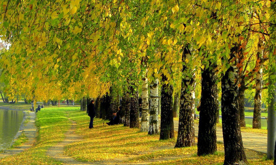 По берёзе осенью можно узнать о весне: погода 18 сентября в Новосибирской области