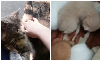 Новосибирские бойцы спасли кошку Бусю и её котят под Авдеевкой в зоне СВО