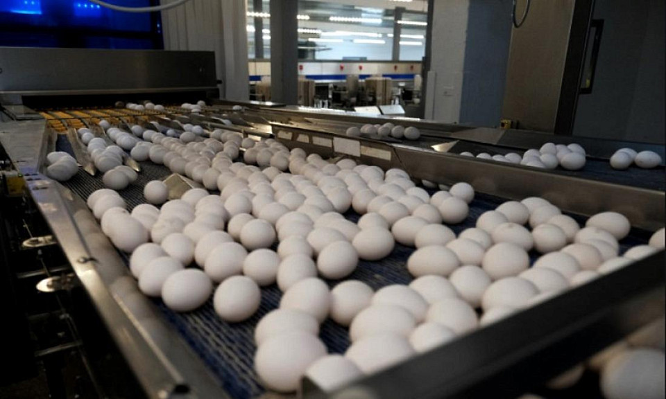 Экспорт куриных яиц из Сибири увеличился в два раза
