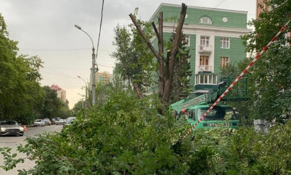 В центре Новосибирска вырубили черёмуховую аллею