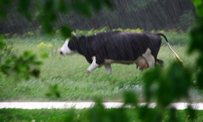 В Новосибирской области корова погибла от удара молнии