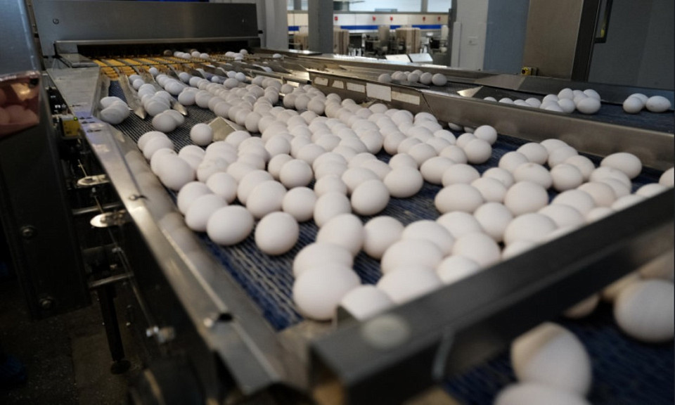 Минус 100 миллионов: в регионе снижено производство куриного яйца