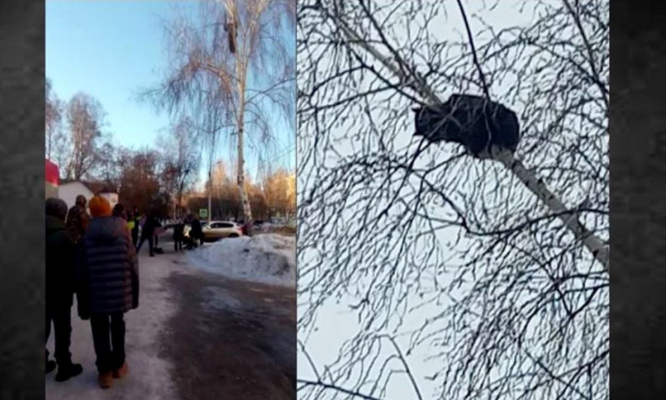 Под Новосибирском спилили ветку берёзы ради спасения кошки