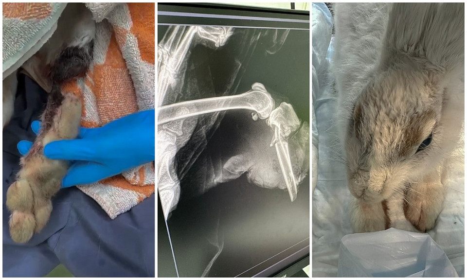 В Новосибирске зоолонтёры спасают зайчиху с травмой бедра
