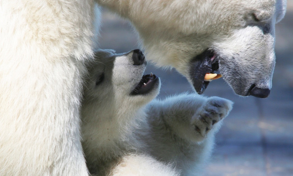 В Новосибирском зоопарке скопились белые медведи