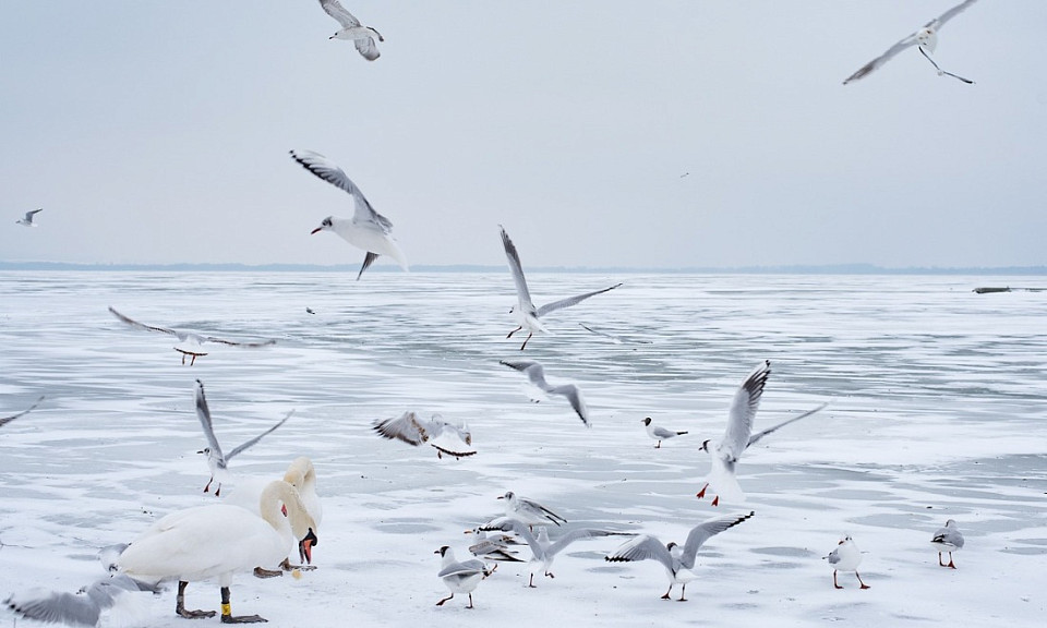 Чайки прилетели ‒ жди ледохода: погода 28 марта в Новосибирской области