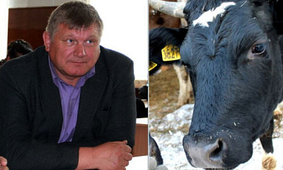 Экс-глава Доволенского сельсовета в Новосибирской области стал хозяином 25 коров