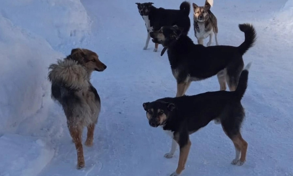 Новосибирец пожаловался в Следственный комитет России на соседских собак