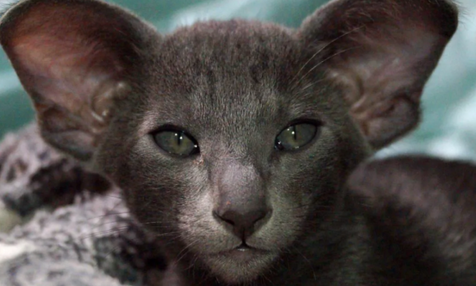 В Новосибирске продают котёнка экстремального типа с инопланетными ушами