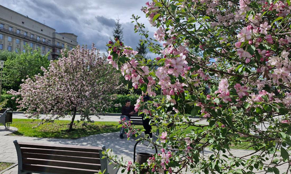 Новосибирцы публикуют яркие и нежные фотографии цветущих деревьев