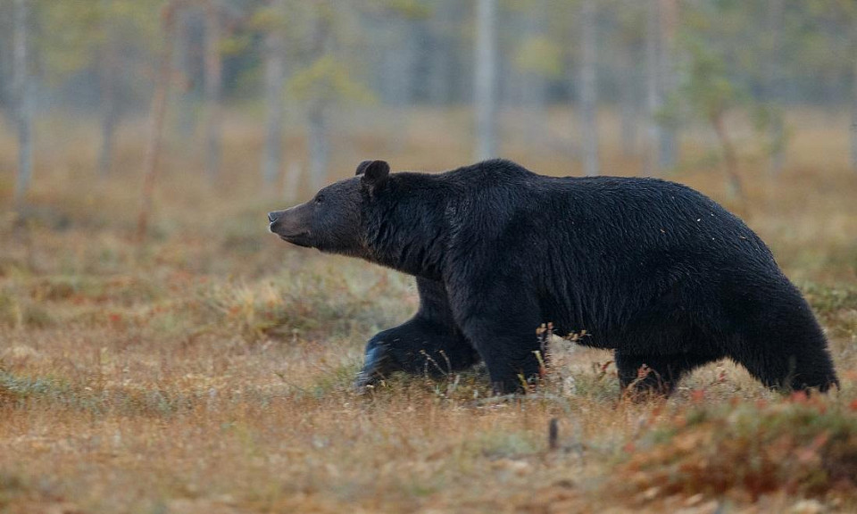 Стало известно, когда медведи выйдут из «спячки» в Новосибирской области