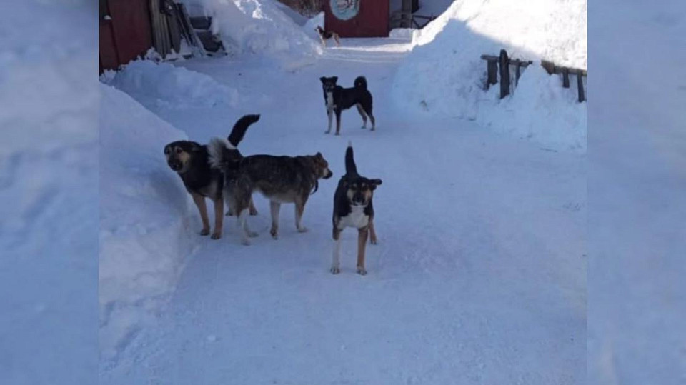 Александр Бастрыкин поручил проверить участок с 50-ю собаками в Новосибирске