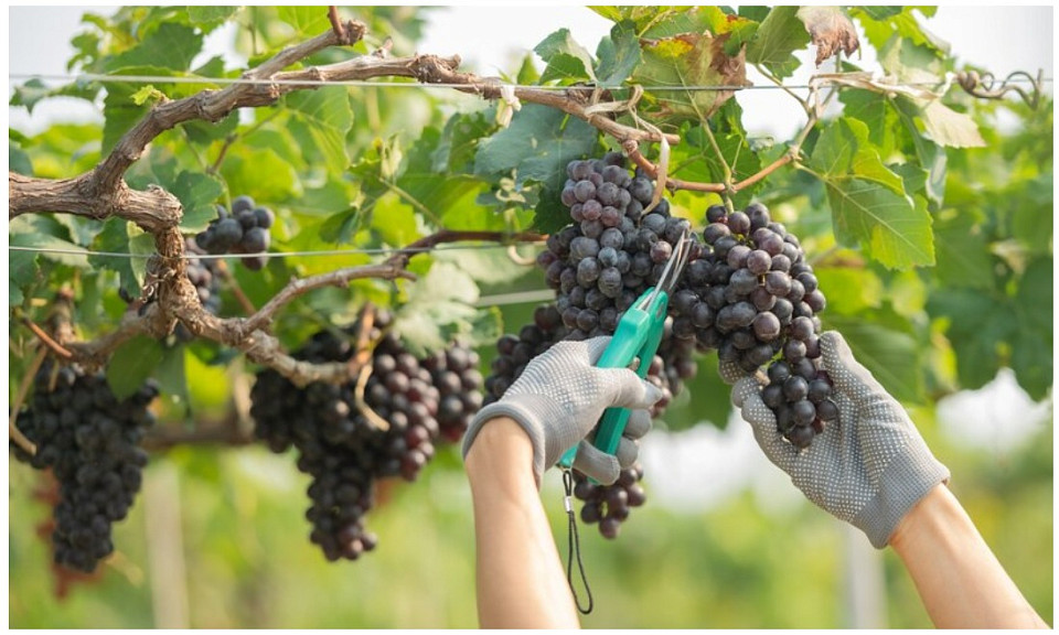 Житель Новосибирской области выращивает виноград «Изабелла»