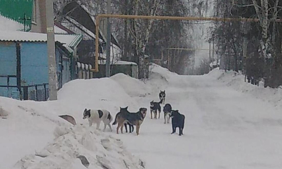 Бродячие собаки из Новосибирска заинтересовали главу Следкома России